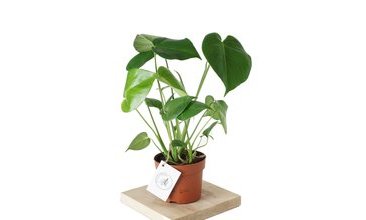 MONSTERA DELİCİOSA DEVE TABANI YEŞİL