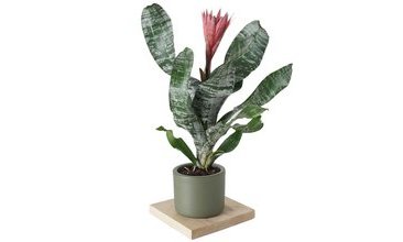 AECHMEA FASCİATA EŞMEYA BİTKİSİ BEYAZ