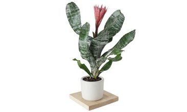 AECHMEA FASCİATA EŞMEYA BİTKİSİ BEYAZ