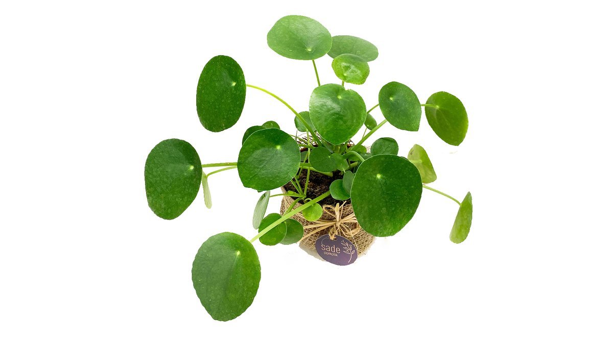 PİLEA PARA BİTKİSİ EV BİTKİSİ FİYATI Vivense