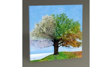 DÖRT MEVSİM AĞAÇ II TABLO 30X30